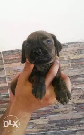 بيتبول ذكور