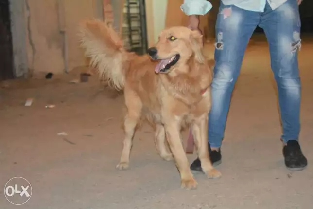 دكر جولدن للبيع