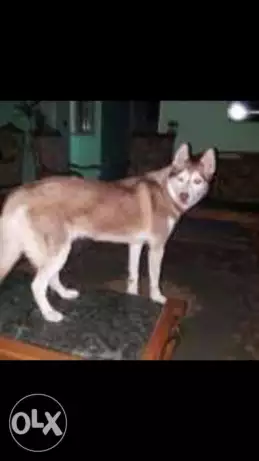 نتايه هاسكي ١٢ شهر متفوتلها حيضه وداخله علي حيض للبيع وليس للبدل