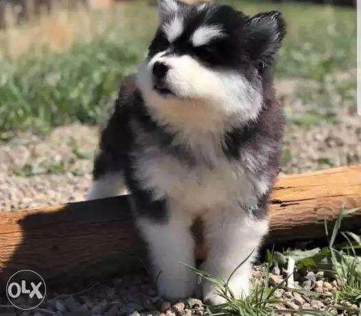 Alaskan malamute