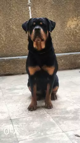 Rottweiler Female نتاية روت