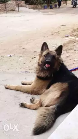 ذكر جيرمن لونج هير