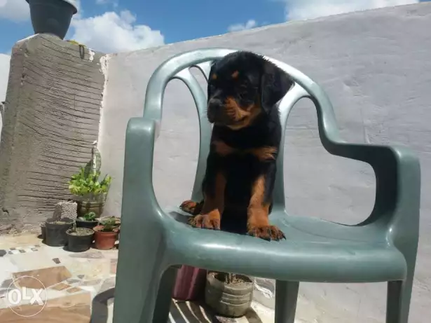 نتايه روت وايلر اهالى وارد سربيا