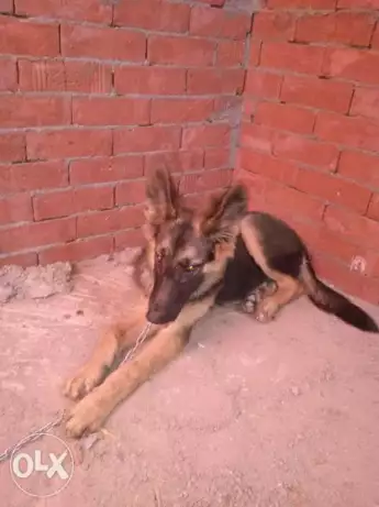 جيرمن شبيرد للبيع