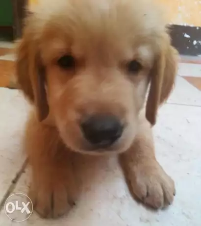 كلب (جرو جولدن بيوور )