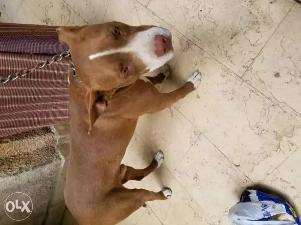 كلب بيتبول دكر عمر سنة و نص و لعبي