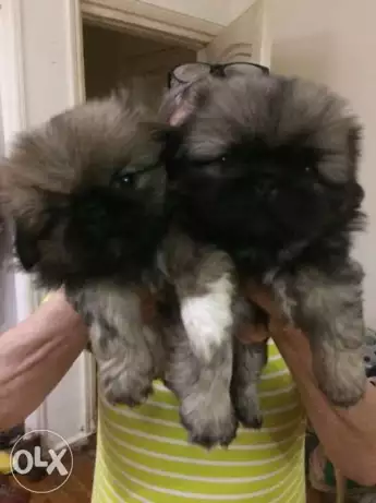 للبيع بيكينوا ٥٠ يوم مطعمين بشهاده للاستعلام