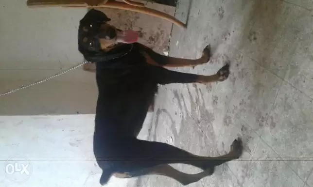 نتايةة دوبر