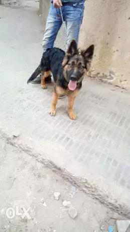 جرو ذگر 5 شهور جيرمن (بلجيگي) تقاليب عاآليه متطعم گل تطعيماآته