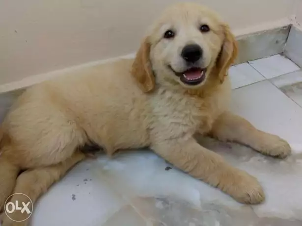 100% Pure golden retriever puppy