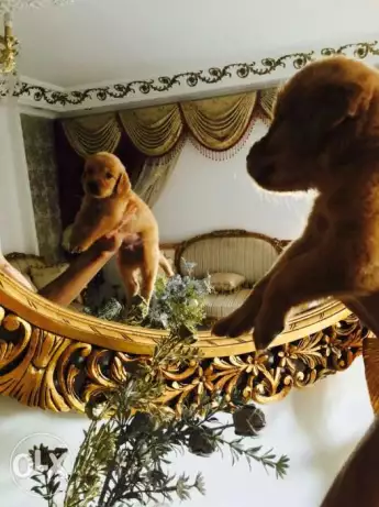 American golden retriever choclate