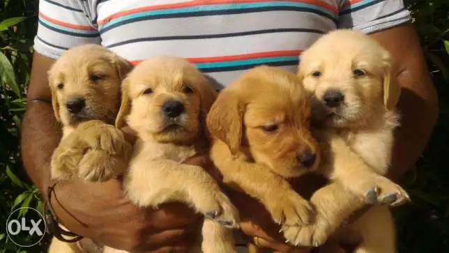 Golden Retriever جولدن ريتريفير