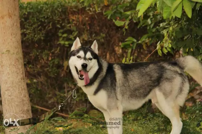 دکر هاسکی للبیع او للزواج