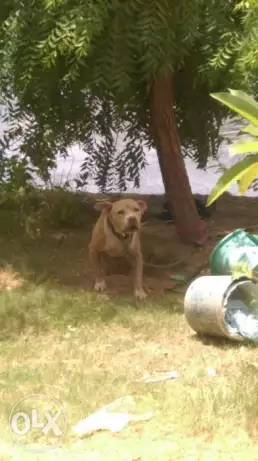 كلب جرمن شيبرد وكلب بيتبول للبيع