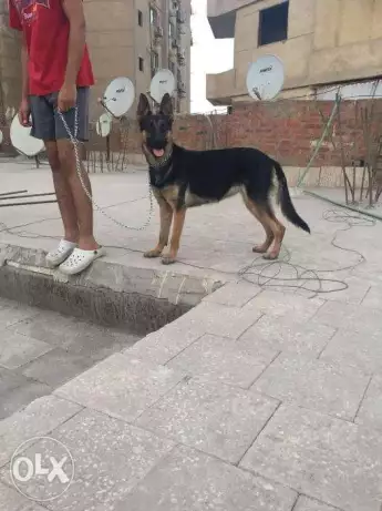 كلب للبيع