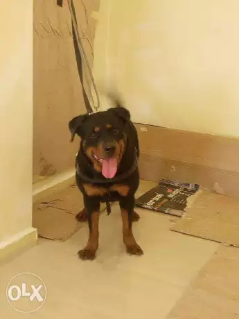 للبيع نتايا رود لدواعى السفر