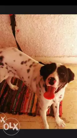 كلبه دلميشن