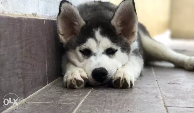 هاسكي نتايه بيور ٣ شهور و نص سعر ممتاز