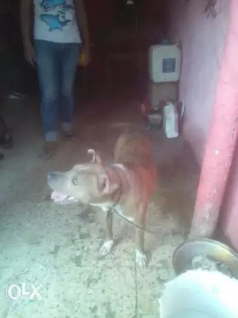 نتيه بتبول للبع