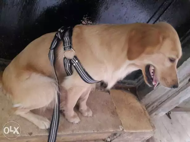 نتاية جولدن 13 شهر داخلة علي الحيدة التانية