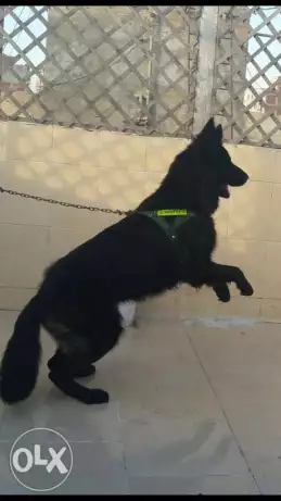 للبيع كلب جيرمان شيبرد رويل بلاك لوج هير بيور