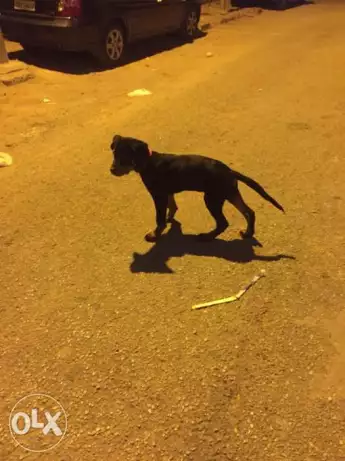 Male rott for sale