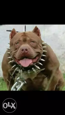 جراوي بيتبول بيووووور للتصفية بسعر مميز جدااااا