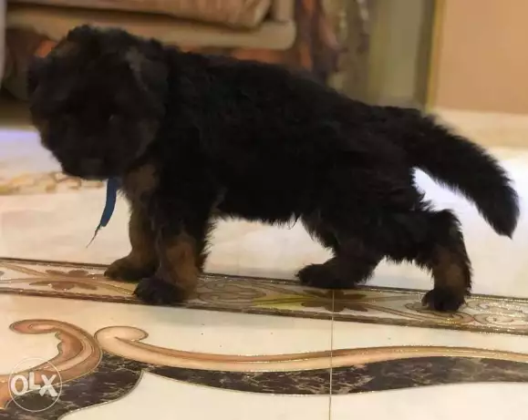 German shepherd show line puppy important parents