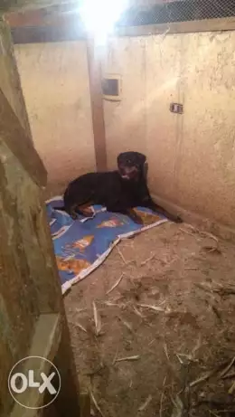 نتايه روت للبيع