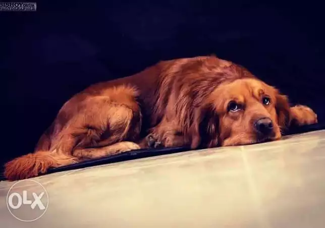 Dkr w ntaia goldn rw3aaa