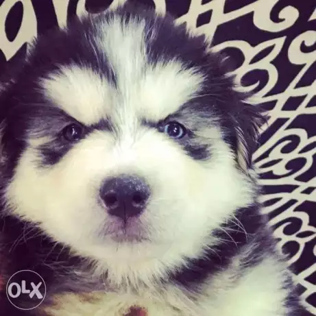 Male husky puppies