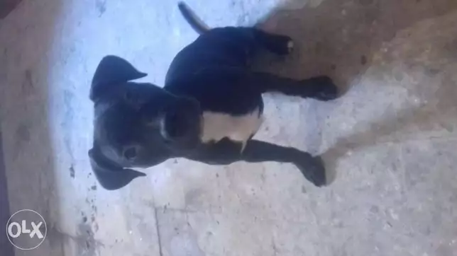 كلبه بتبول نتايه 5شهور