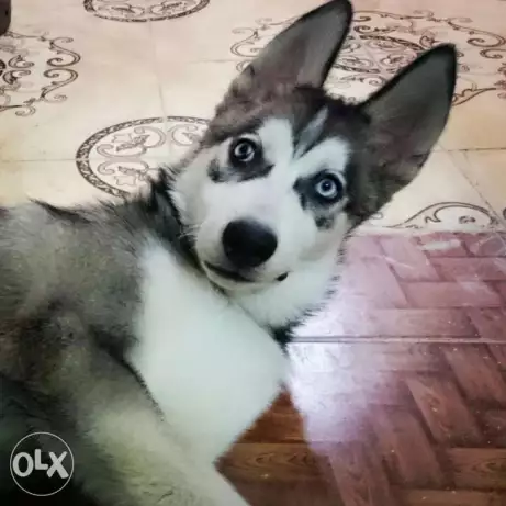 Serbian husky هاسكي