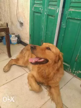 دكر جولدن 10 شهور لعبي