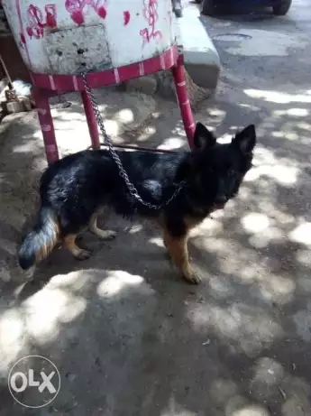 German Shepherd Long Hair