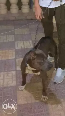 بيتبول تقليب عالي