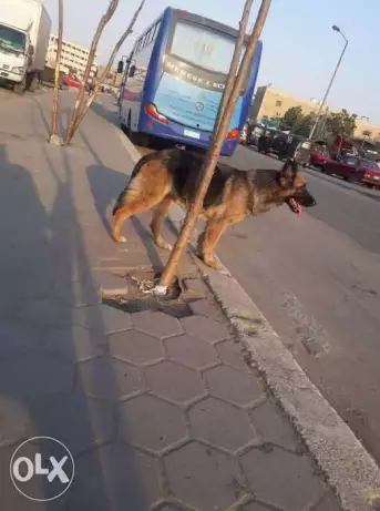 كلبه جيرمن شيبرد