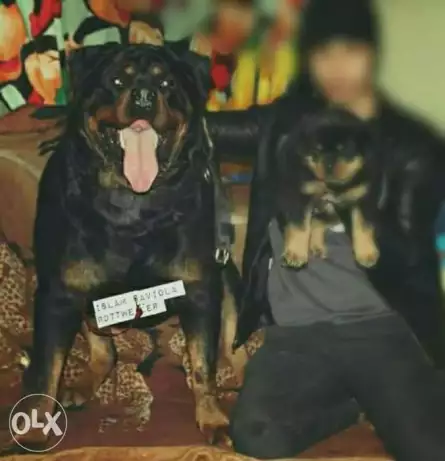 Rottweiler