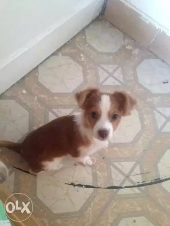 كلب touy doeg عمر اربع شهر باوارقه كامله وشهاداته