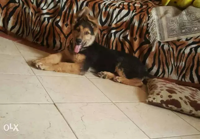 …جيرمن شيبرد ذكر 3 شهور