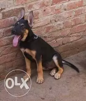 جرو جيرمن 3 شهور ونص