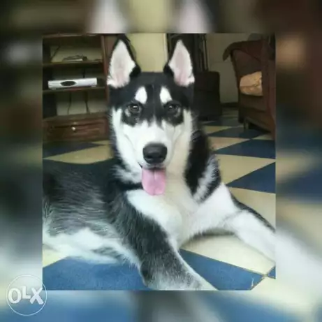 دكر هاسكي للزواج