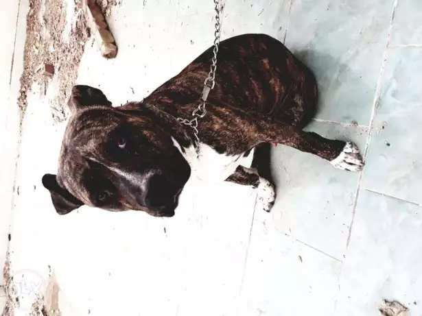 Pitpull dog for sale