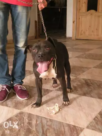 نتايه بيتبول بولى للبيع