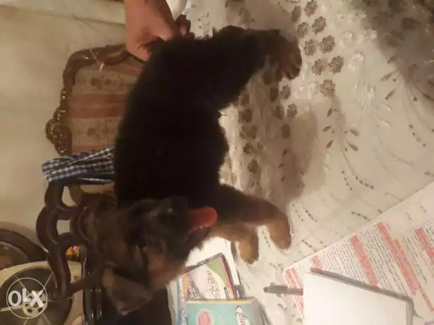 جرو جيرمن شيبرد مواصفات عالية لونج هير كسحة