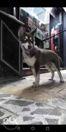 للبيع أو البدل ذكر سيبريان هاسكي عمر 3 شهور