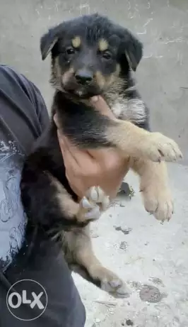 للبيع اخر دكر جيرمن ٤٠ يوم مفطوم وبياكل لوحدو مرفق صور الجوازة