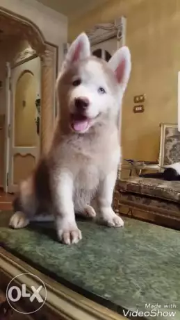 للبيع أحلي وأجمل جرو ذكر هاسكي