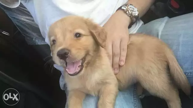 جولدن ذكر ٥٠يوم