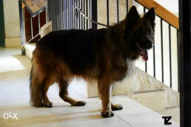 مواصفات عاليه وكمان كورس تدريب كامل للبيع